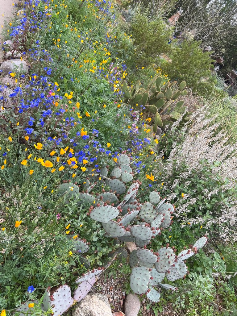 04 – Tucson Flowers in Springtime