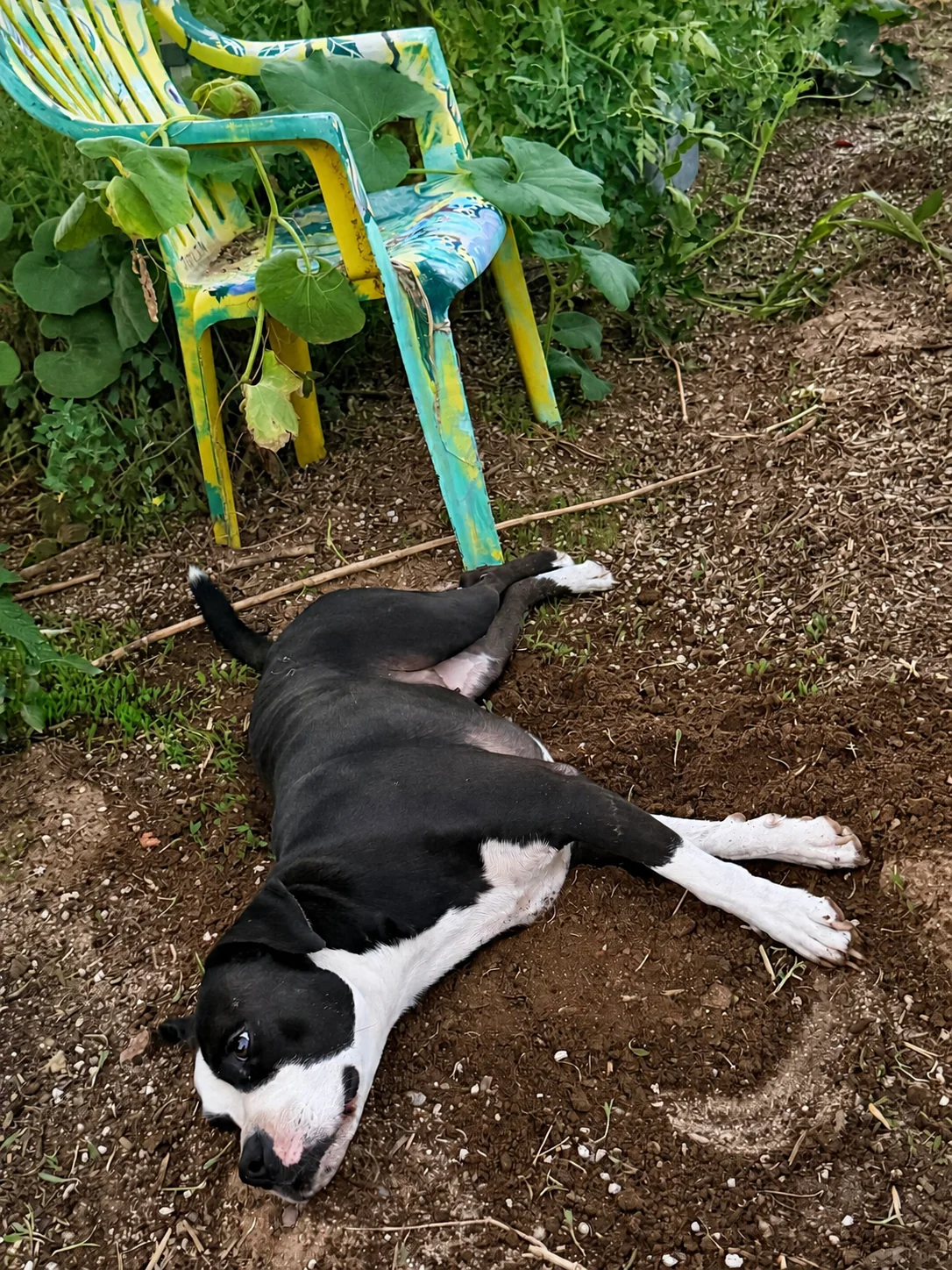 Black and white dog lying in cool garden soil beside a colorful chair painted as a tribute to Janis Joplin.