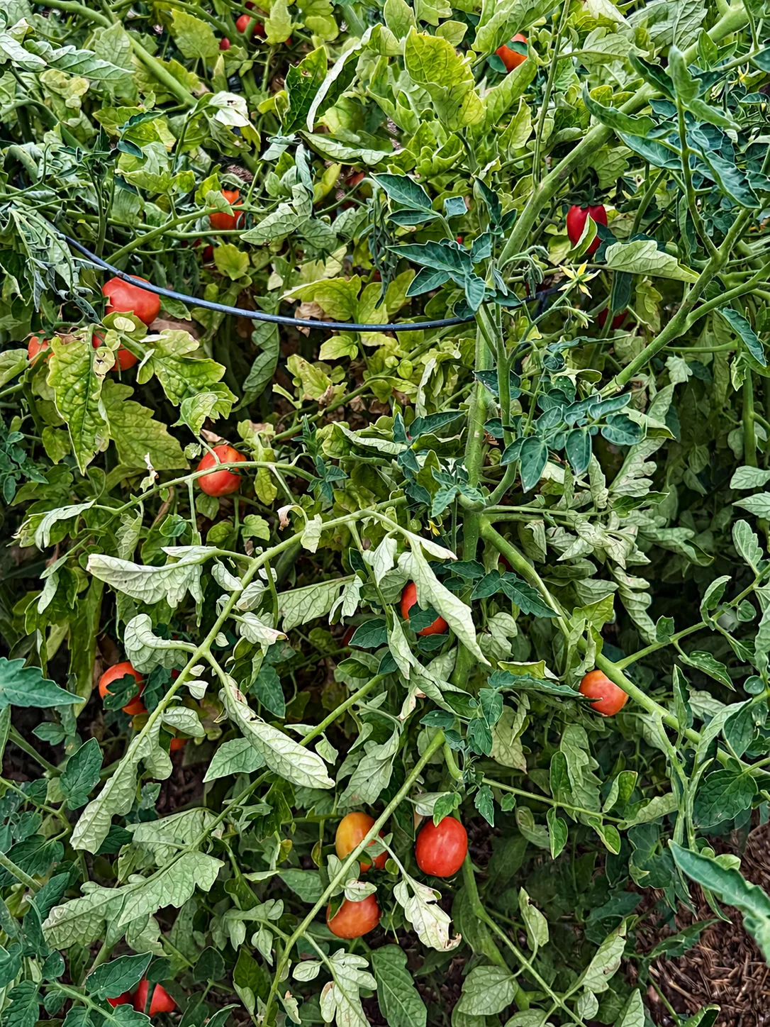 Red Flamenco tomatoes growing among dense green vines in a Tucson backyard garden.
