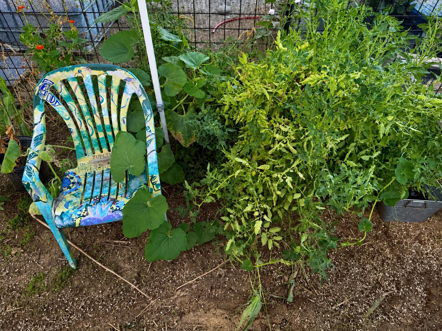 Colorful Janis Joplin tribute chair surrounded by gourds, tomatoes, peppers, and flowers in a Tucson garden.